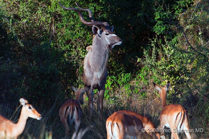 20090612_174220 D300 (1) X1.jpg - Greater kudu with more of a bluish grey body color